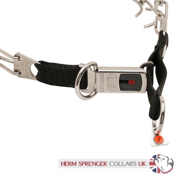 Prong collar on a dog hot sale