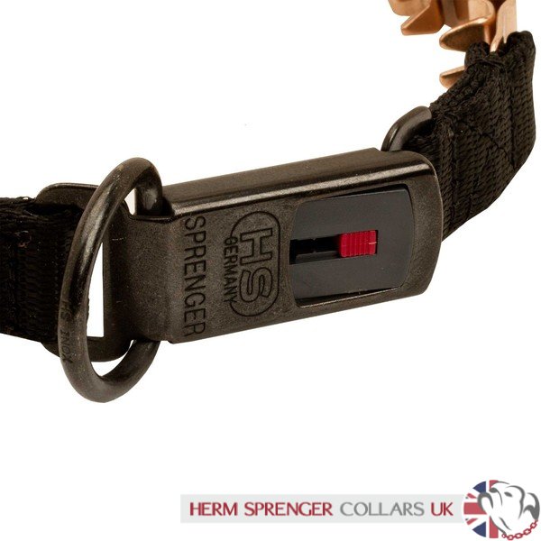 "The Golden Boy" Herm Sprenger Neck Tech Sport Curogan Prong Collar