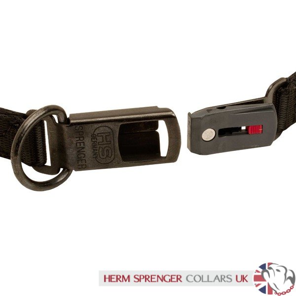 "The Golden Boy" Herm Sprenger Neck Tech Sport Curogan Prong Collar