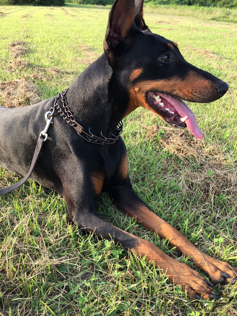 3 mm Antique Metal Dog Collar