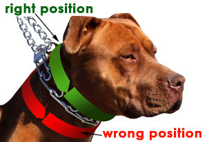 How to Attach a Dog Prong Collar