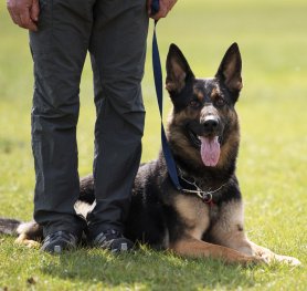 german shepherd choke collar